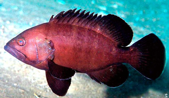 Epinephelus haifensis_003